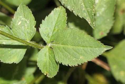 blackjack plant|What to Know About Blackjack (Bidens Pilosa) .